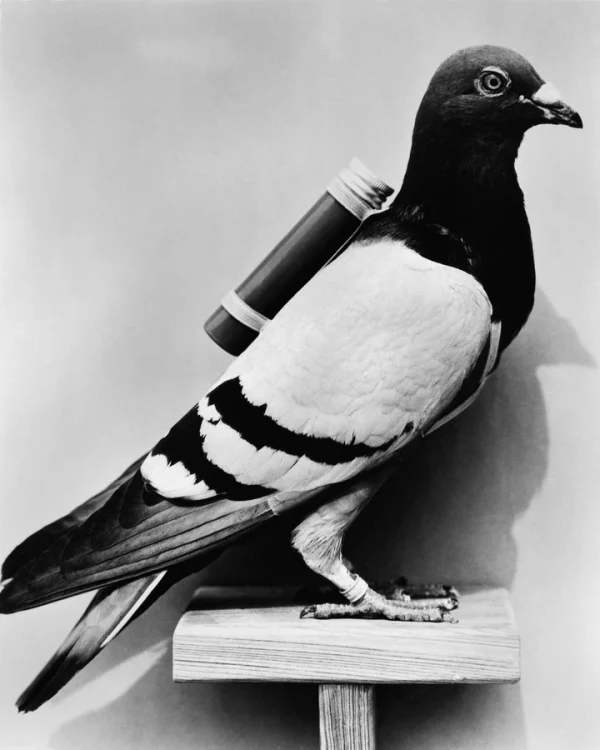 a pigeon with a small message tube on its back.