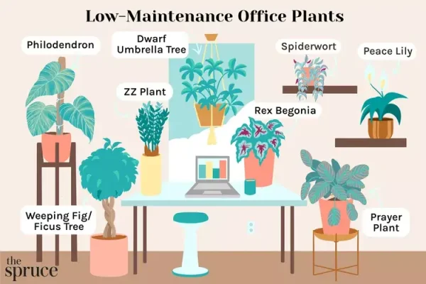 Low Maintenance office plants includes:
- Philodendron
- Weeping Fig / Ficus Tree
- Dwarf Umbrella Tree
- ZZ Plant
- Spiderwort
- Rex Begonia
- Peace Lily
- Prayer Plant
